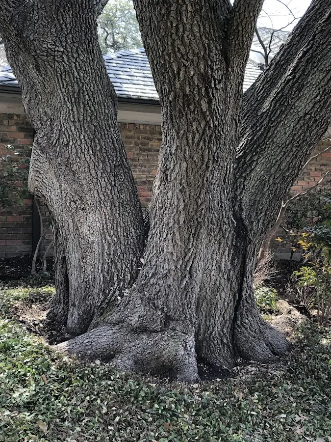 Mature heritage tree close to a Wilcox property cared for by certified arborists